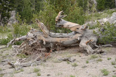 DSC_3115 (Large).JPG